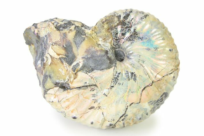 Cretaceous Ammonite (Hoploscaphites) Fossil - Montana #316556